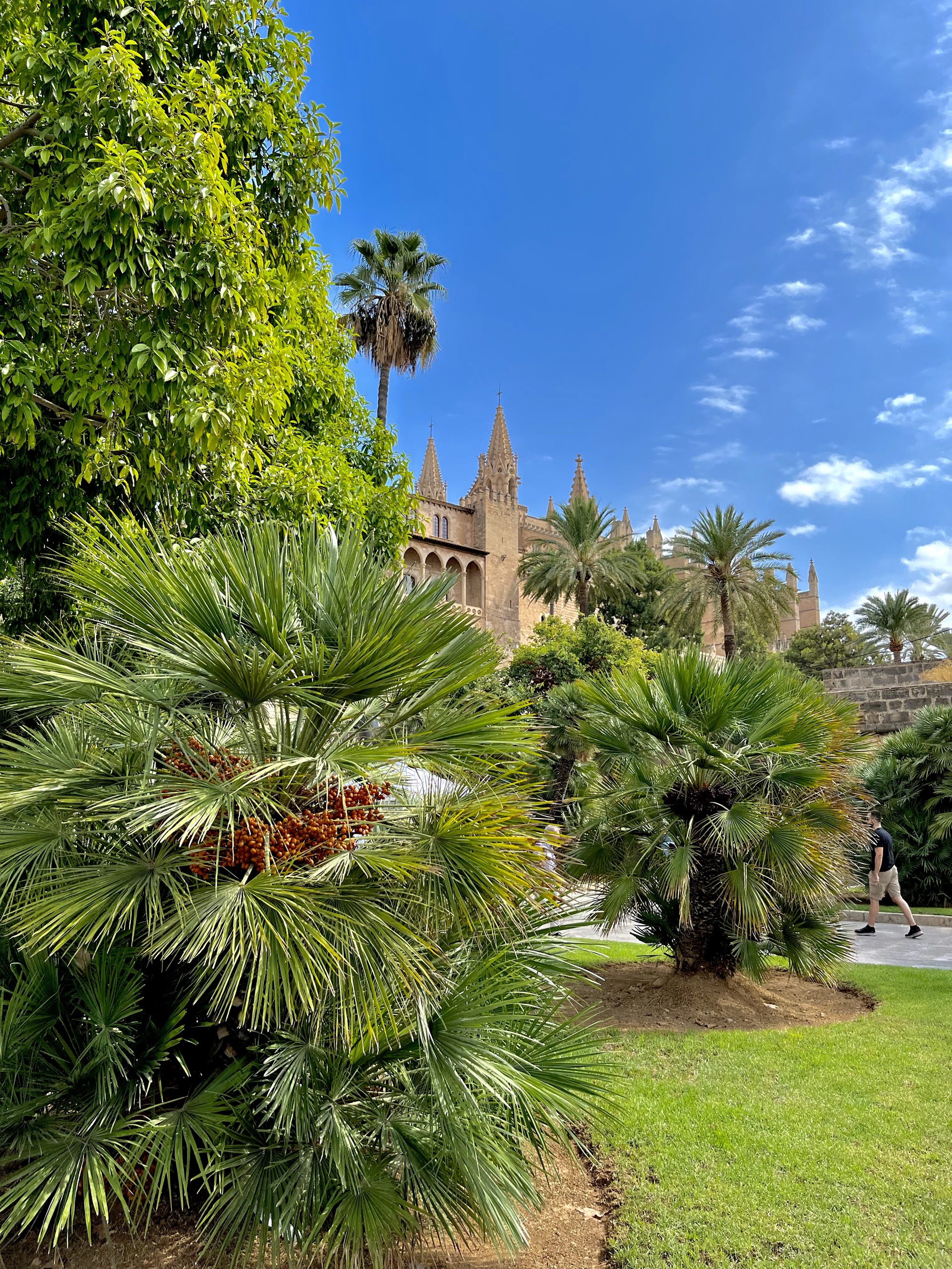 Üppiger Garten mit Palmen in Palma