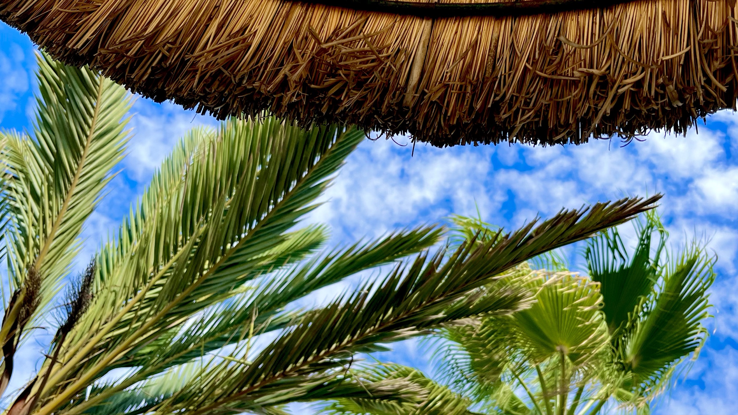 Palmwedel unter einem Sonnendach auf Mallorca