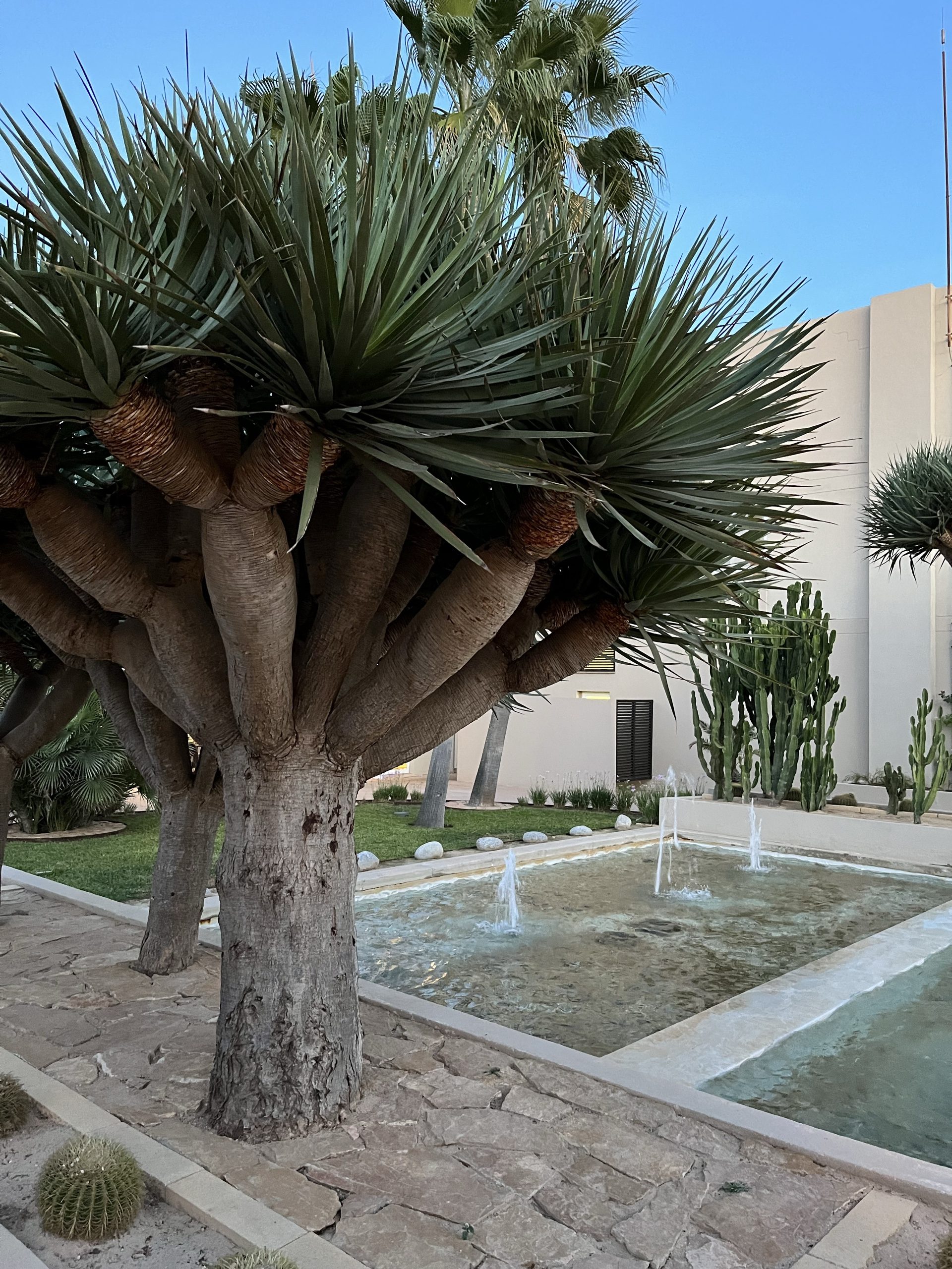 Drachenbaum in einer gepflegten Gartenanlage auf Mallorca