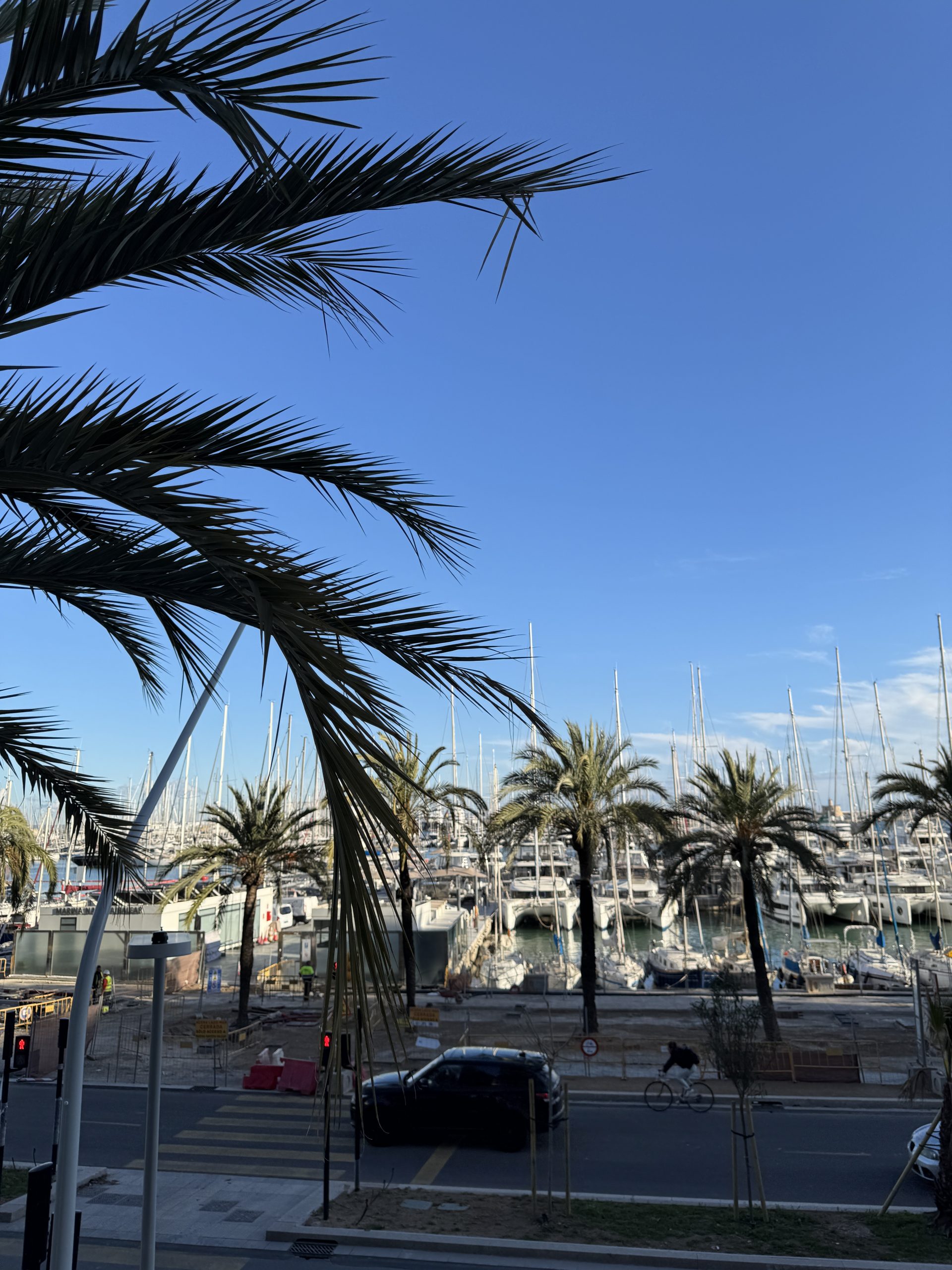 Palme am Hafen von Palma