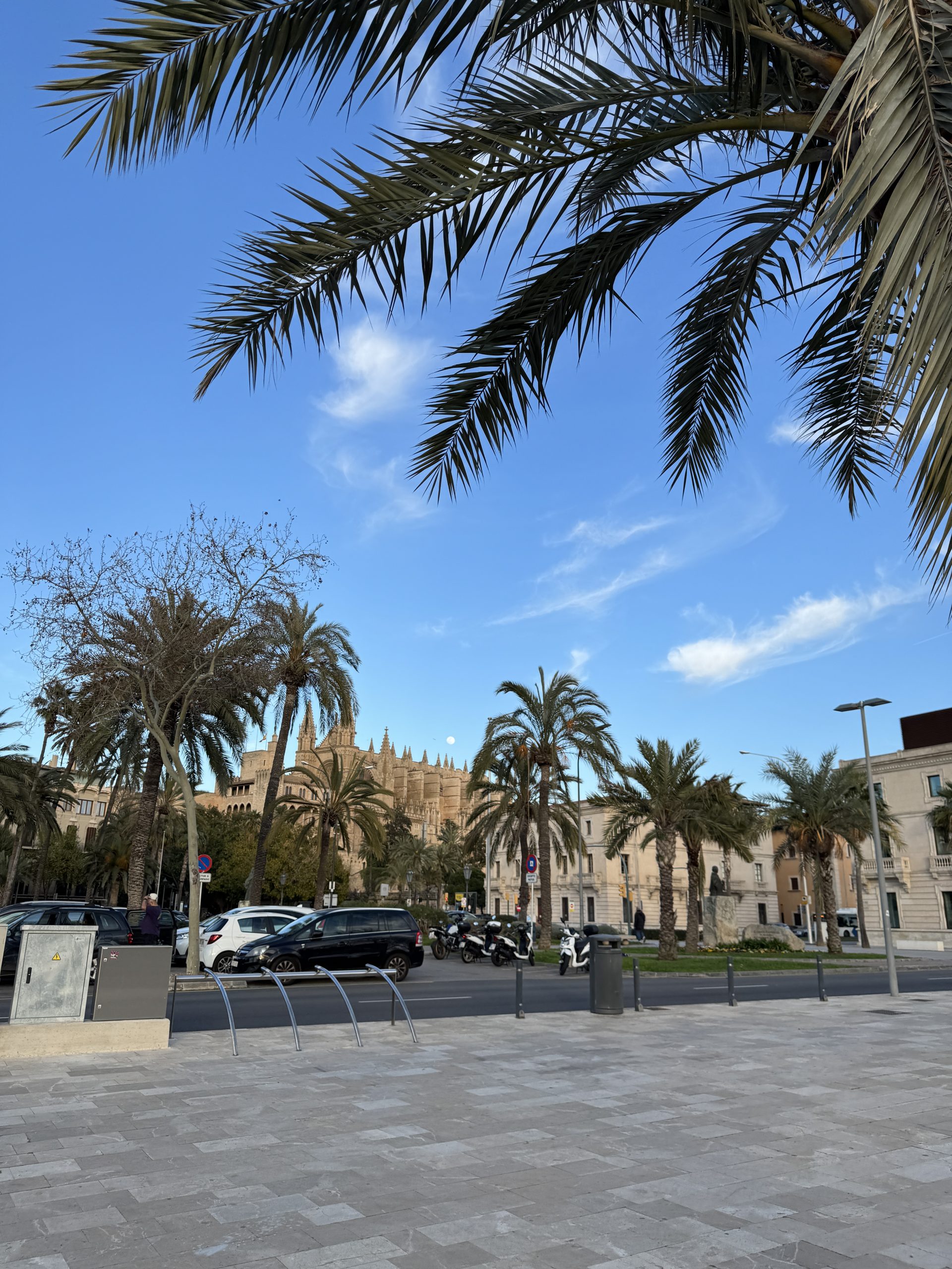 Weitläufiger Platz mit Palmen in Palma