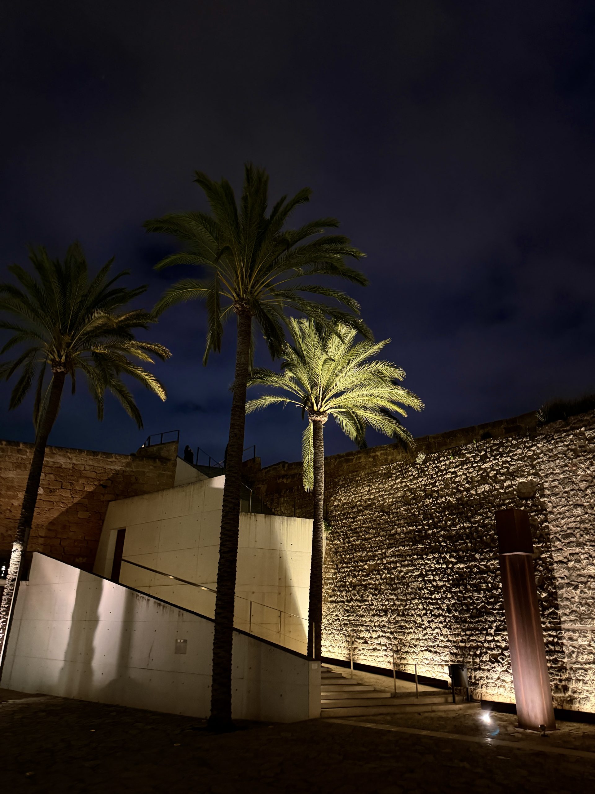 Palmen bei Nacht in Palma