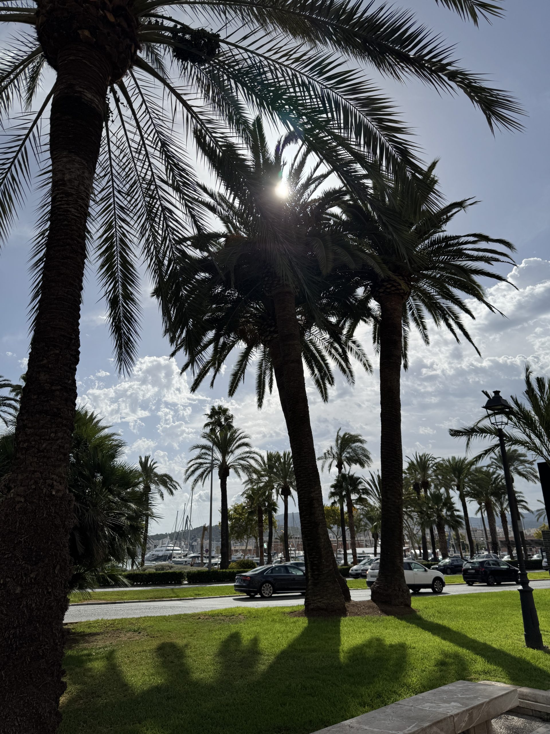 Palmen vor sommerlichem Himmel auf Mallorca